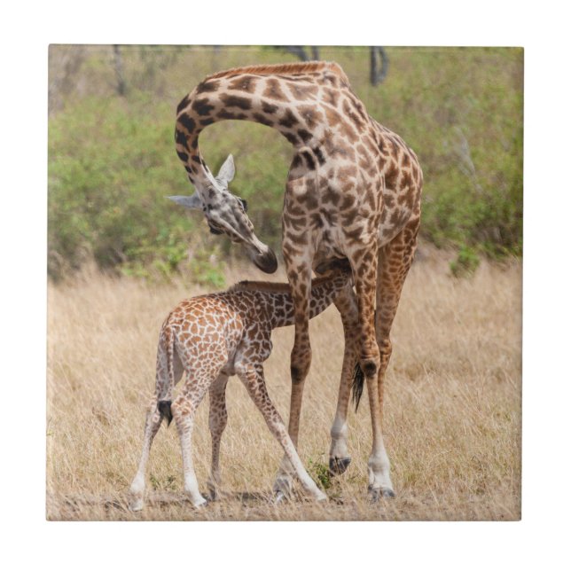 Giraffe Mother and Baby in Kenya Ceramic Tile (Front)