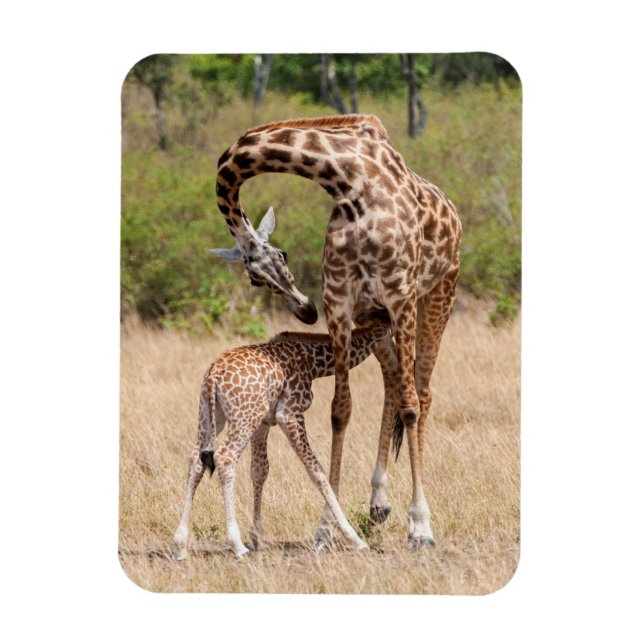 Giraffe Mother and Baby in Kenya Magnet (Vertical)