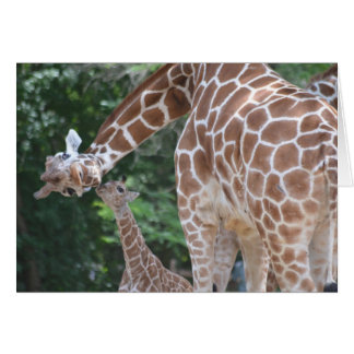 Giraffe Mum and Baby