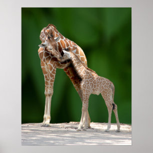 Giraffe Mum and Baby Poster