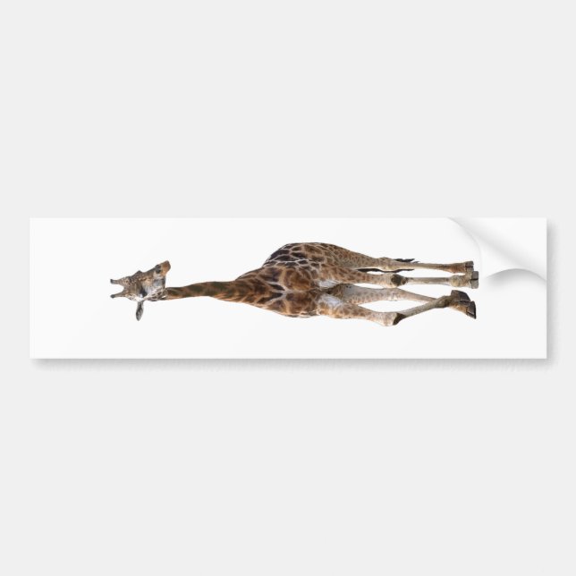 Giraffe Named Tip Top Bumper Sticker..! Bumper Sticker (Front)