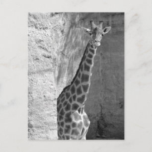 Giraffe near cliff postcard
