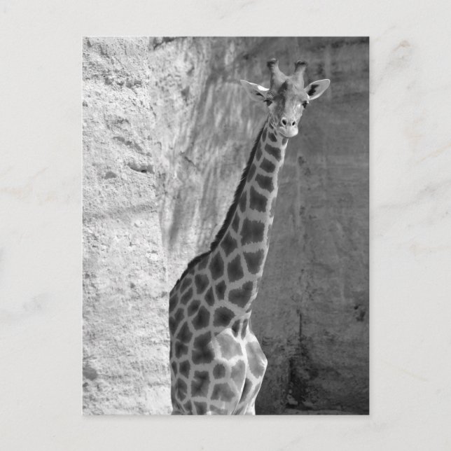 Giraffe near cliff postcard (Front)
