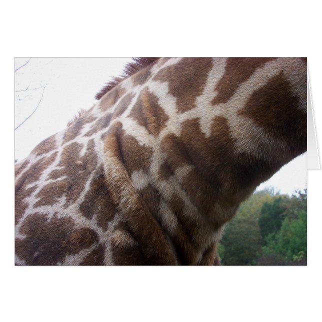Giraffe Neck (Front Horizontal)