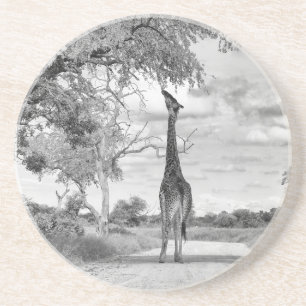 Giraffe on the road coaster