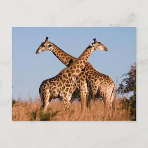 Giraffe pair postcard