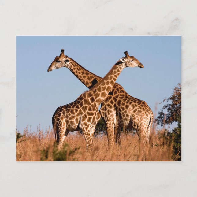Giraffe pair postcard (Front)
