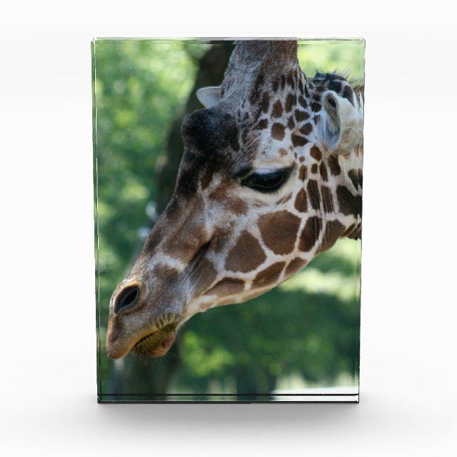 Giraffe Photo Block (Front)