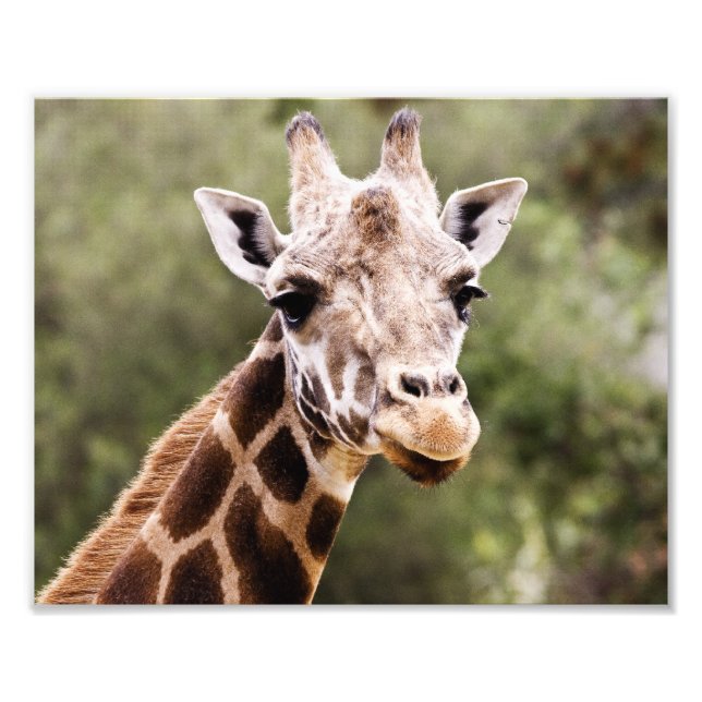 Giraffe Photo Print (Front)