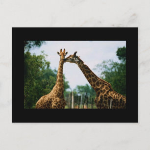 Giraffe Photograph Postcard