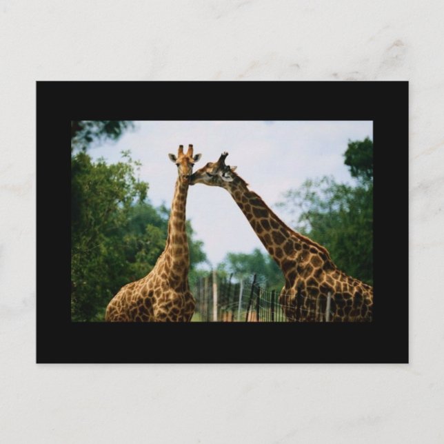Giraffe Photograph Postcard (Front)