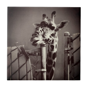 Giraffe Photograph - Vintage Style Ceramic Tile