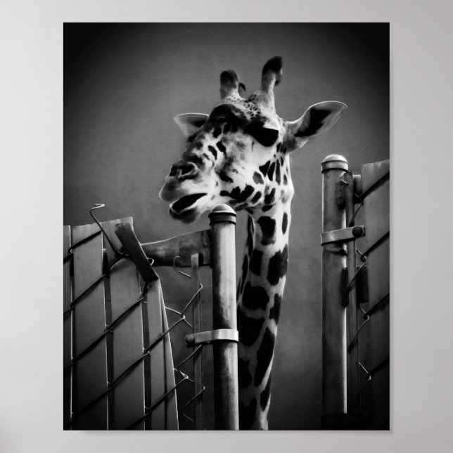 Giraffe Photograph - Vintage Style Poster (Front)