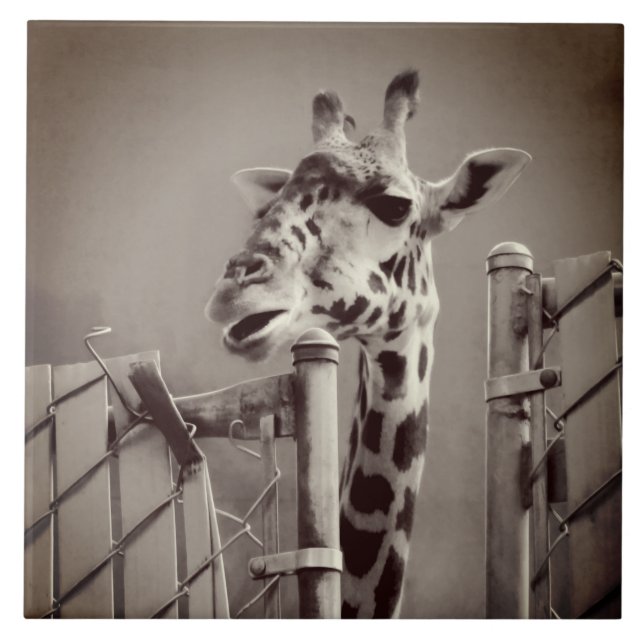 Giraffe Photograph - Vintage Style Tile (Front)