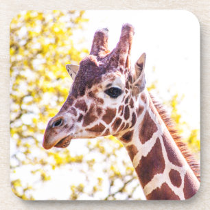 Giraffe Portrait Coaster