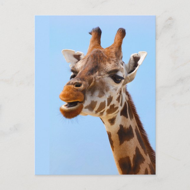 Giraffe Portrait custom postcard (Front)