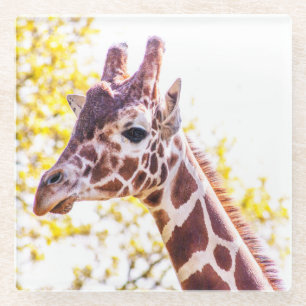 Giraffe Portrait Glass Coaster