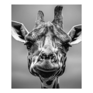 Giraffe Portrait in Monotone Photo Print