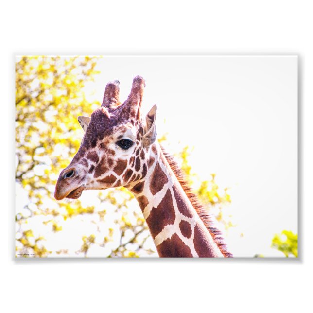 Giraffe Portrait Photo Print (Front)