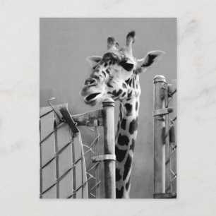 Giraffe Portrait Photograph Postcard