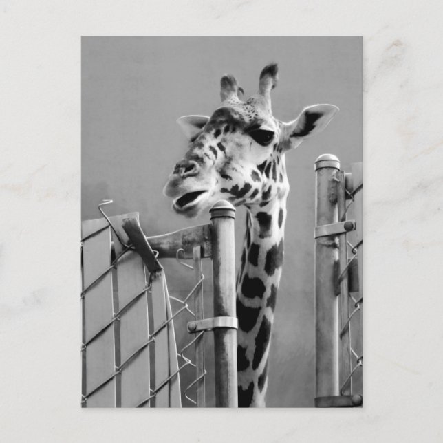 Giraffe Portrait Photograph Postcard (Front)