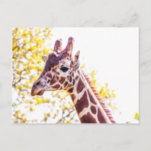 Giraffe Portrait Postcard