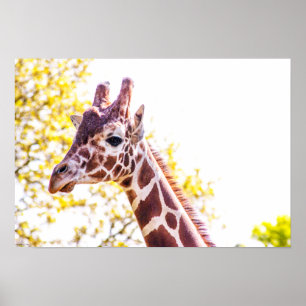 Giraffe Portrait Poster