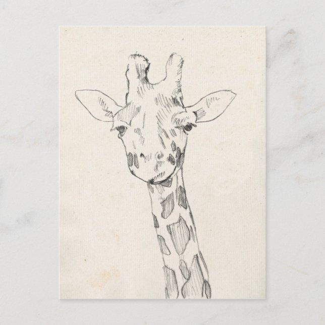 Giraffe Portrait | Sketch Postcard (Front)