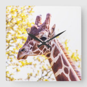 Giraffe Portrait Square Wall Clock