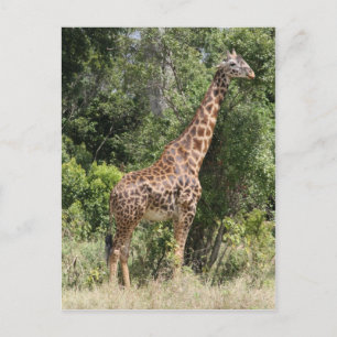 giraffe pose postcard