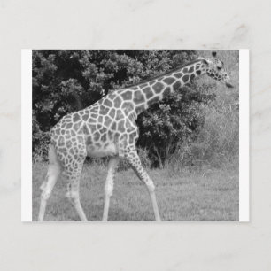 giraffe postcard
