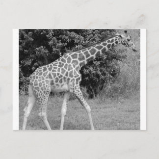 giraffe postcard
