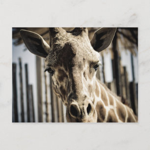 Giraffe Postcard