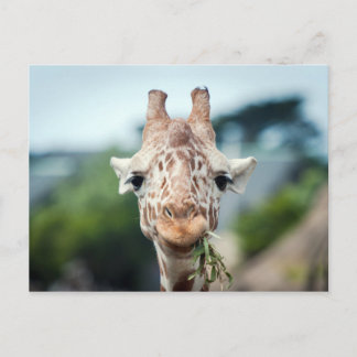 Giraffe Postcard