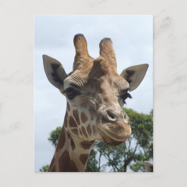 Giraffe Postcard (Front)