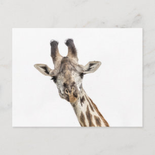 Giraffe Postcard