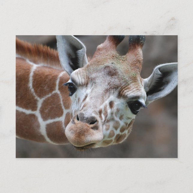 Giraffe Postcard (Front)