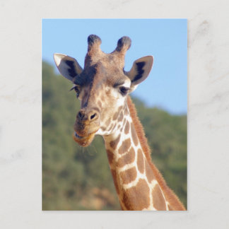 Giraffe Postcard