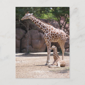 Giraffe Postcard