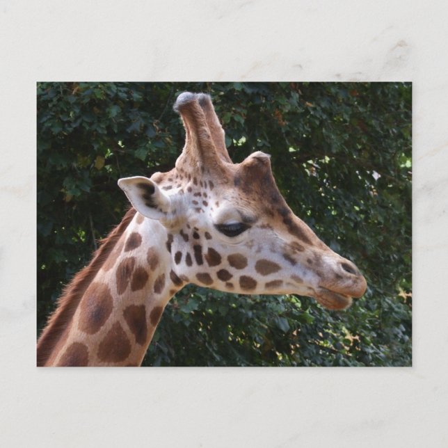Giraffe Postcard (Front)
