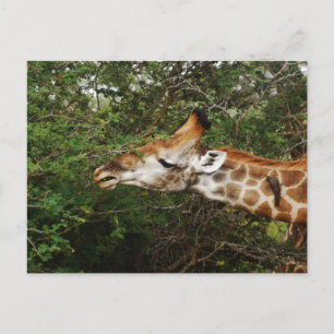 Giraffe Postcard