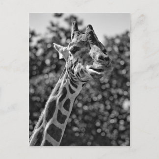 Giraffe Postcard