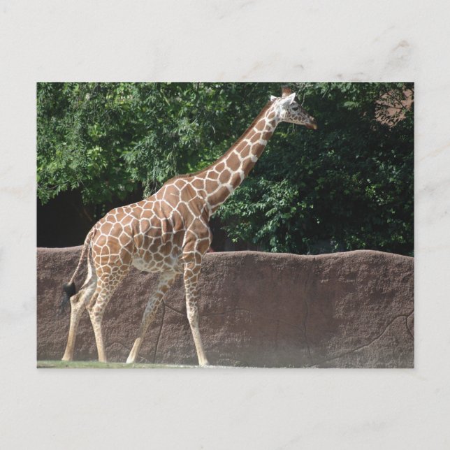 Giraffe Postcard (Front)
