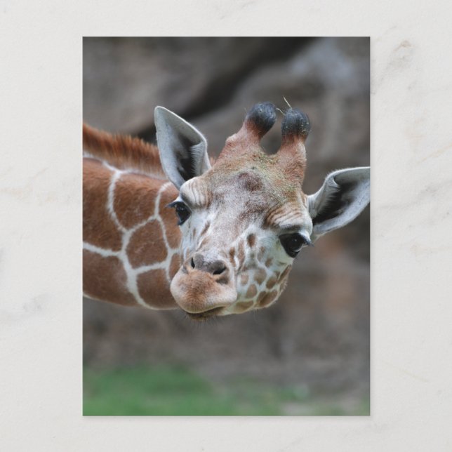Giraffe  Postcard (Front)