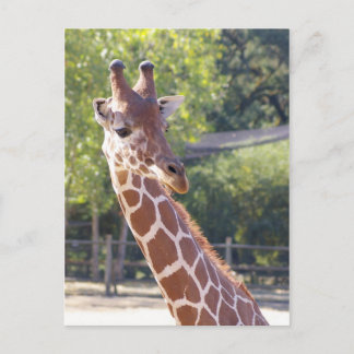 Giraffe Postcard