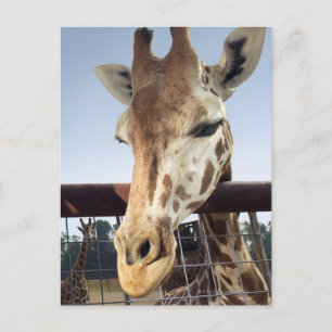 Giraffe Postcard