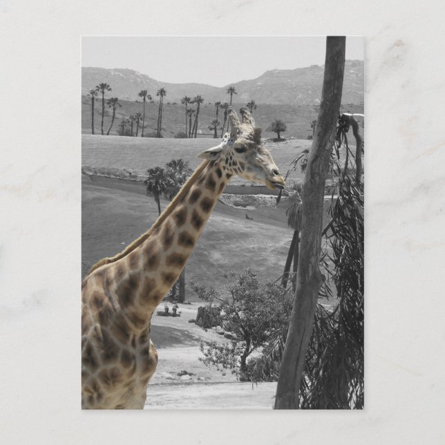 Giraffe Postcard (Front)