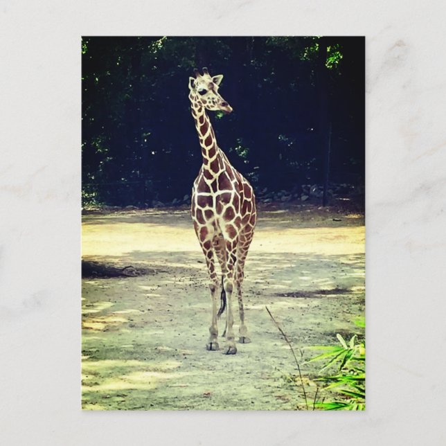 Giraffe Postcard (Front)