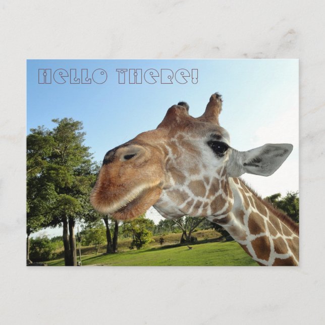 Giraffe Postcard / Hello there! (Front)