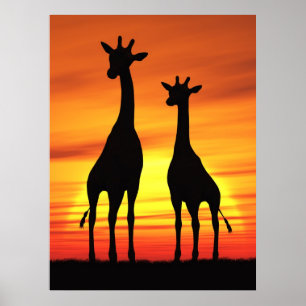 Giraffe Poster